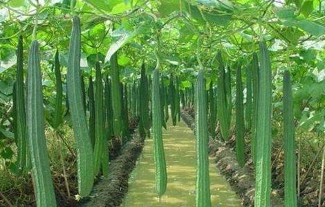 早春丝瓜种植技术 春季丝瓜的种植与技术