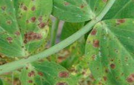 豌豆常见病虫害防治方法 豌豆常见病虫害防治方法图片