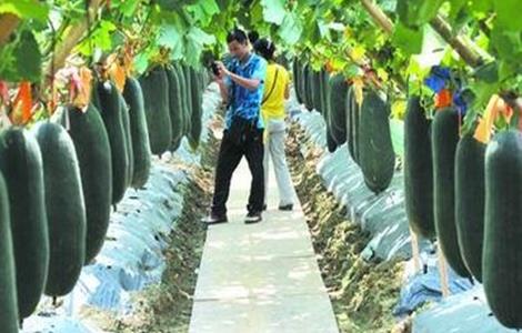 黑皮冬瓜的种植技术（黑皮冬瓜的种植技术和管理）