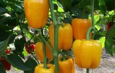 甜椒高产施肥技术