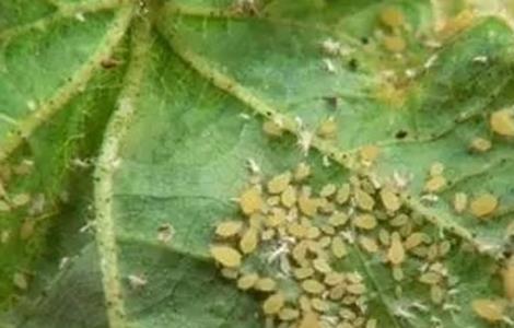 豆角蚜虫防治方法 豆角蚜虫防治方法视频