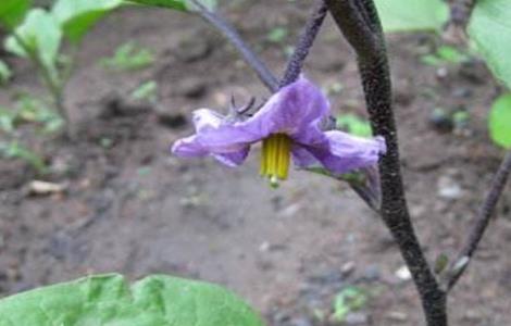 茄子连续开花结果方法