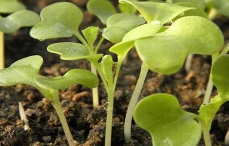 小白菜 怎么栽培 栽培技术