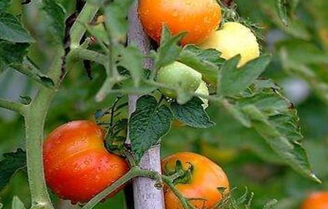西红柿膨果慢原因及防治方法