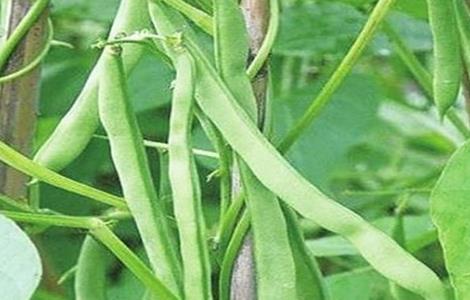 四季豆钻心虫的防治措施