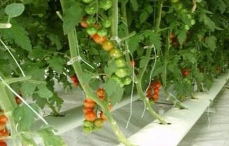 番茄水培技术 水培番茄的种植方法