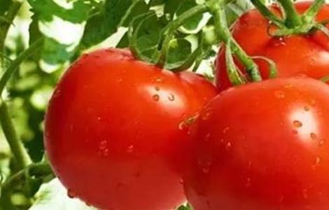 夏季番茄保花保果方法