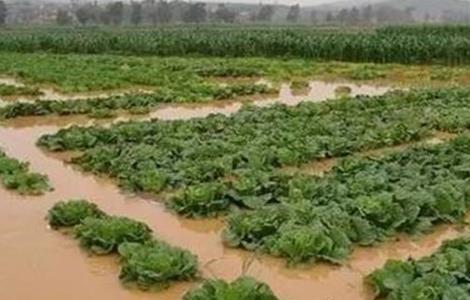 暴雨后 蔬菜 怎么管理