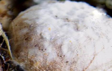 草菇木霉防治技术 草菇处理方法