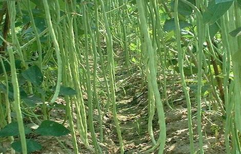 豇豆的高产施肥方法 豇豆追肥什么肥料才是高产