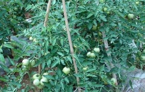 西红柿栽培技术（西红柿栽培技术和管理视频）