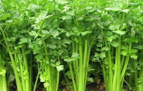 夏季芹菜 种植技术 芹菜种植
