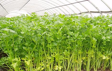 夏季芹菜 种植技术 芹菜种植