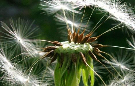 蒲公英种植方法和时间 蒲公英种植方法和时间视频