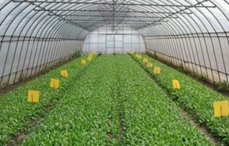 温室大棚蔬菜灭虫方法 蔬菜大棚如何消毒