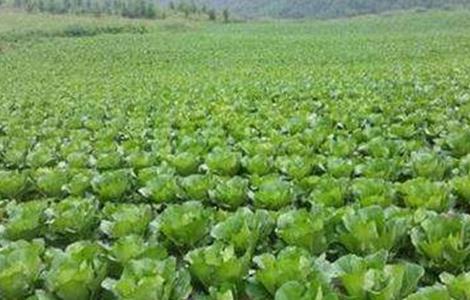 秋季大白菜苗期管理要点 秋季大白菜种植技术与管理