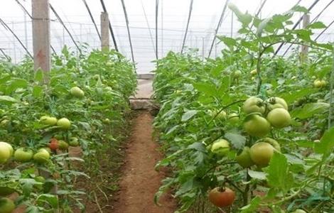 大棚番茄种植 大棚番茄怎么种