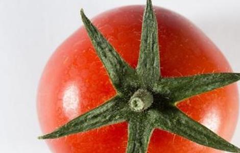 西红柿萼片干尖原因及防治方法
