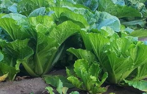 蔬菜根系养护 冬季蔬菜养护