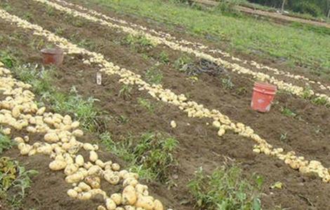 土豆种植产量不高该怎么办 土豆怎样栽产量高