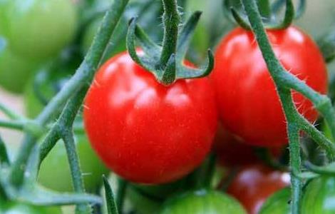 西红柿丰产栽培技术 西红柿高产栽培技术
