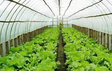 冬季大棚蔬菜管理要点 冬季大棚蔬菜如何管理