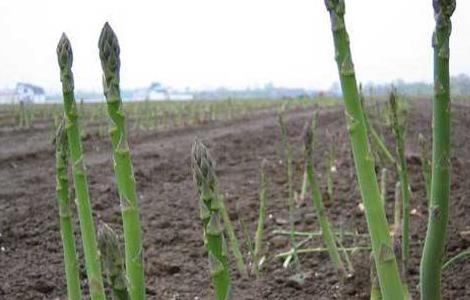 芦笋高产施肥技术 芦笋施肥