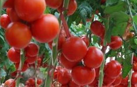 秋季西红柿管理要点 西红柿的管理要点