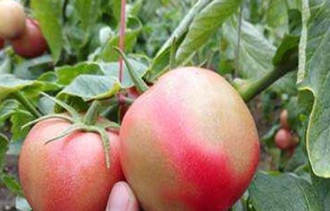 西红柿僵果的原因及防治措施 如何预防西红柿烂果