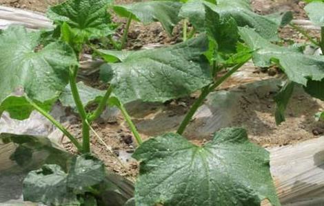 黄瓜出现高脚苗原因及防治方法