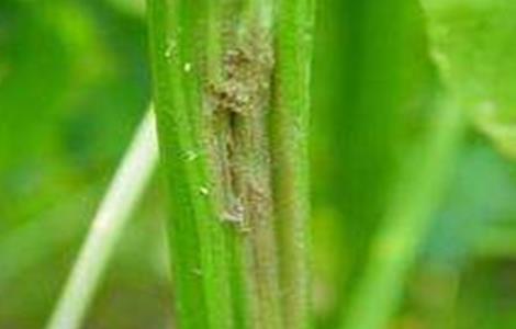 芹菜叶柄粗纤维增多原因及防止措施（芹菜叶子是粗纤维吗）