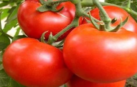 西红柿常见整枝方式