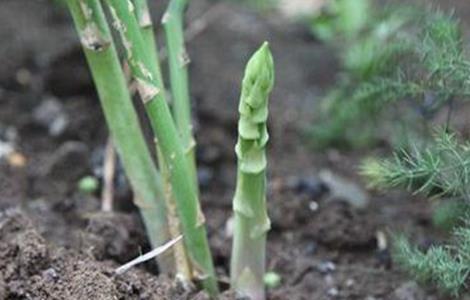 芦笋茎枯病的防治方法