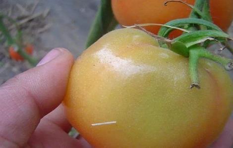 西红柿转色期 管理技术