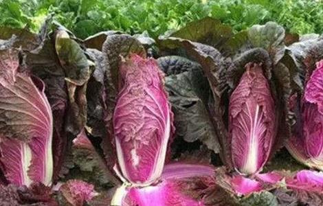 紫白菜怎么种植