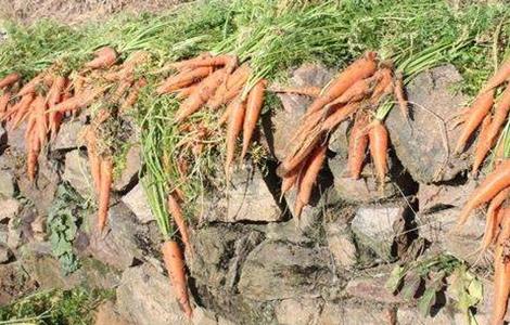 冬季胡萝卜的储存方法