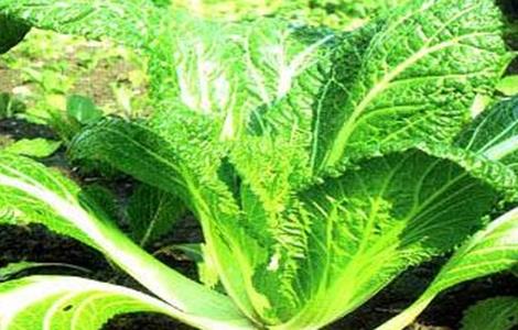 叶类蔬菜黄叶原因及防治方法