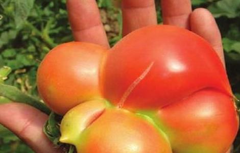 西红柿畸形果原因及解决方法 西红柿畸形果怎么回事