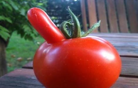 西红柿畸形果原因及解决方法
