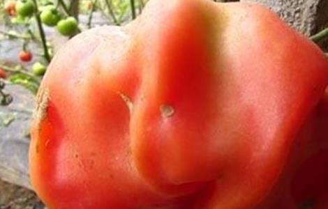 番茄空心原因及预防措施