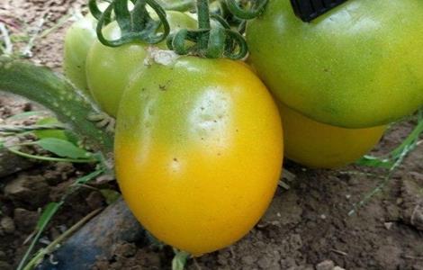 西红柿青皮果防治方法