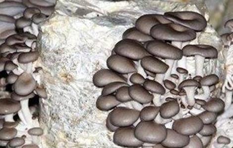 平菇种植常见误区 平菇种植常见误区是什么