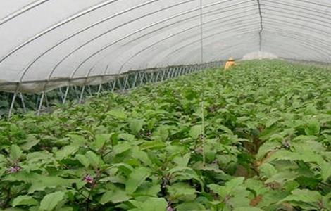 冬季大棚茄子定植后管理技术 早春大棚茄子定植前期如何管理