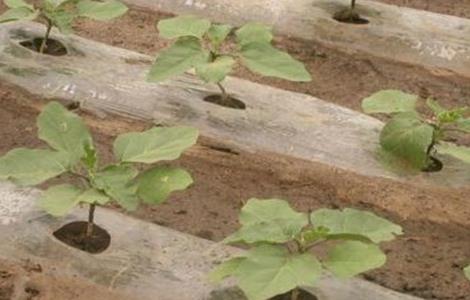 冬季大棚茄子定植后管理技术