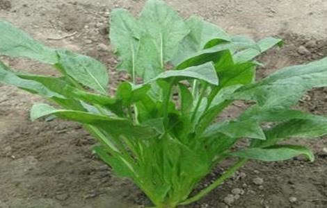 春菠菜的种植要点 秋季菠菜的种植与管理