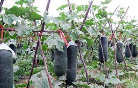 黑皮冬瓜的栽培技术 黑皮冬瓜的栽培技术与管理