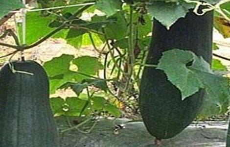 黑皮冬瓜的栽培技术