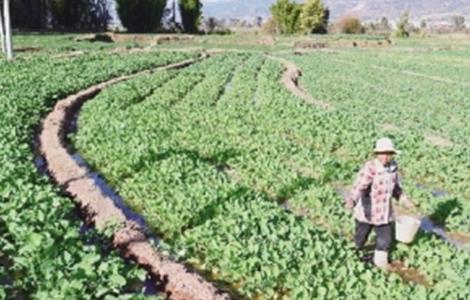 油菜春季施肥技术