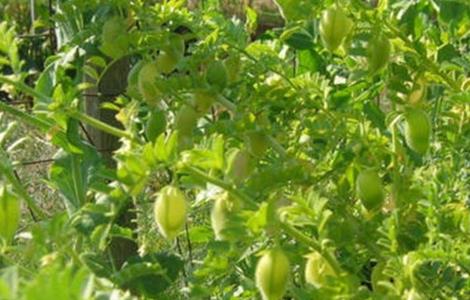 鹰嘴豆的栽培技术 鹰嘴豆的栽培技术与管理