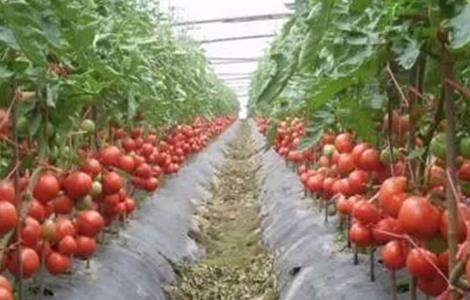 番茄套种豆角种植技术 番茄与豆角的套种方案